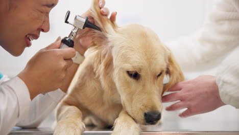 Dog-service,-ears-and-a-vet-with-an-otoscope