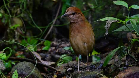 la pitta de nuca oxidada es un ave confiada que se encuentra en hábitats de bosques montañosos de gran altura, hay muchos lugares en tailandia para encontrar esta ave