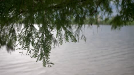 a focus pull between a midwestern lake in the background and some evergreen needles in the foreground