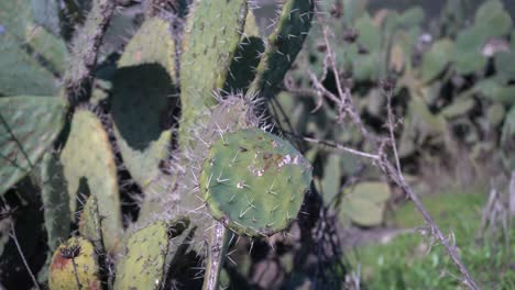 close up of cactus in israel