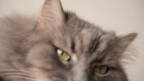 close up of a fluffy lazy cat resting and looking at camera