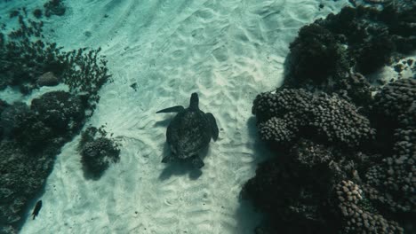 Birdseye-handheld-shot-of-a-turtle-swimming-over-Ocean-floor-with-coral-reef-spotted-on-an-adventurous-dive-in-the-pacific-ocean-during-a-trip-through-Norfolk-Island,-New-Zealand