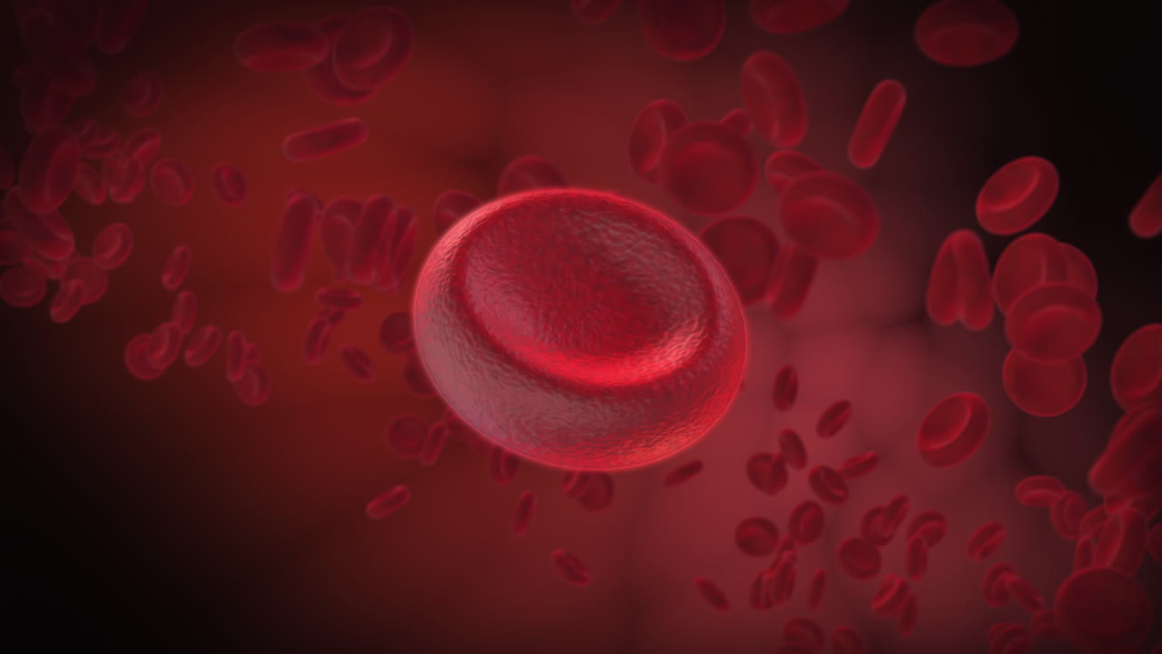 Red Blood Cells in Blood Vessel