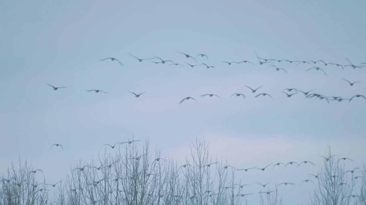 갈색 거위 들 이 풀 에서 먹이 를 먹는다
