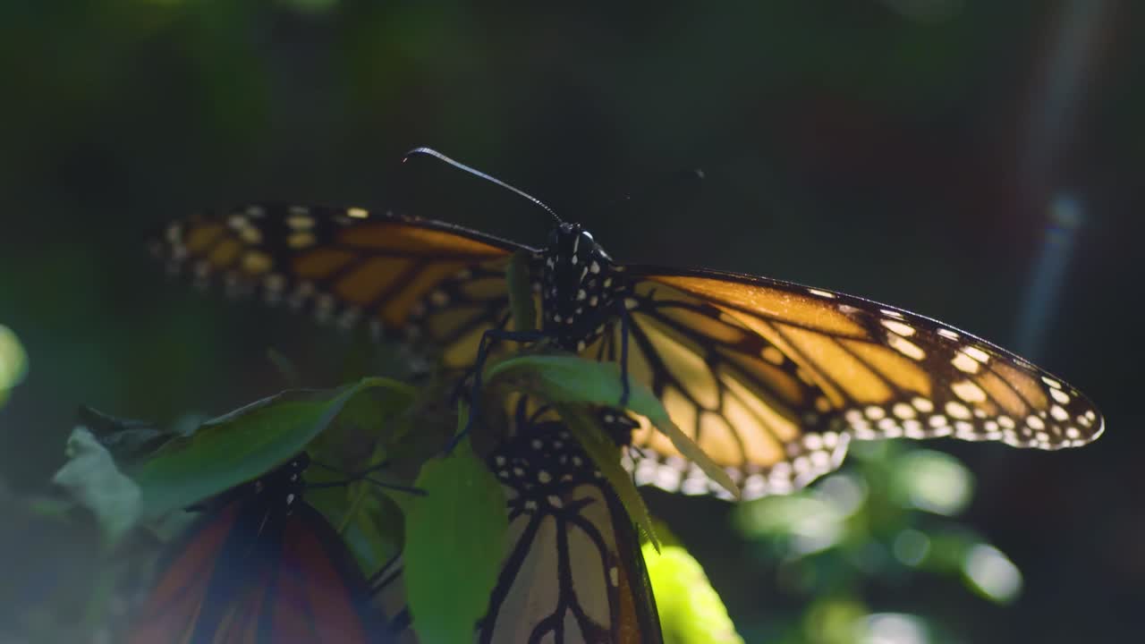 encantador cortejo de dos mariposas monarca mientras revolotean juntas en una delicada danza de amor y conexión