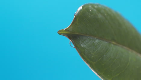 vertical de gotas de agua que gotean de las hojas verdes sobre el fondo azul