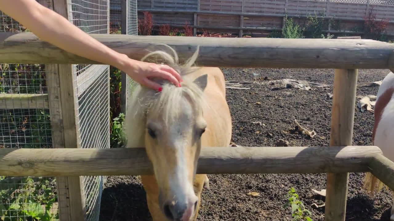 una persona acaricia suavemente a un pequeño caballo a través de una valla de madera en un día soleado