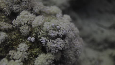 goniopora, a menudo llamado coral maceta, es un género de coral pétreo colonial que se encuentra en el mar rojo es un coral enigmático que ha capturado la fantasía de muchos aficionados a los arrecifes