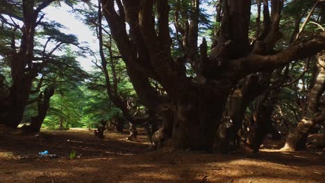 mountain of babur atlas cedar forest - setif algeria