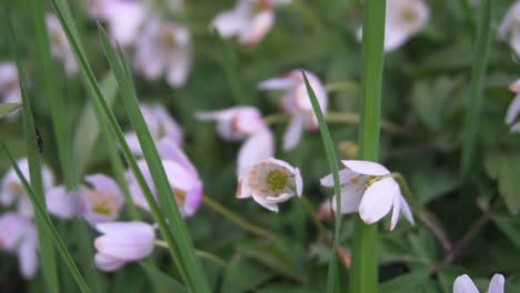 Anemonen-Nahaufnahme-Mit-Gras-Herum