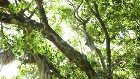 la cámara se desplaza hacia arriba a través de un denso árbol de banyan