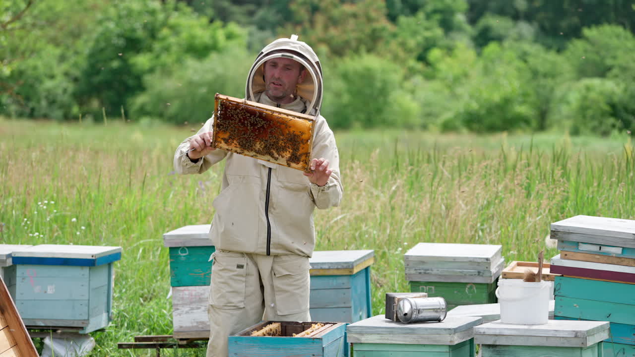Beekeeper Inspecting Honeycomb