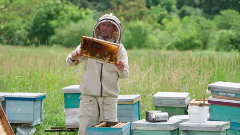 beekeeper inspecting honeycomb