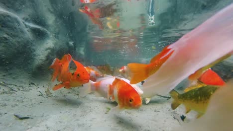 Viele-Gefangene-Goldfische-Schwimmen-Sporadisch-Im-Tank