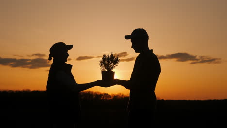 silhouette of people planting a tree at sunset