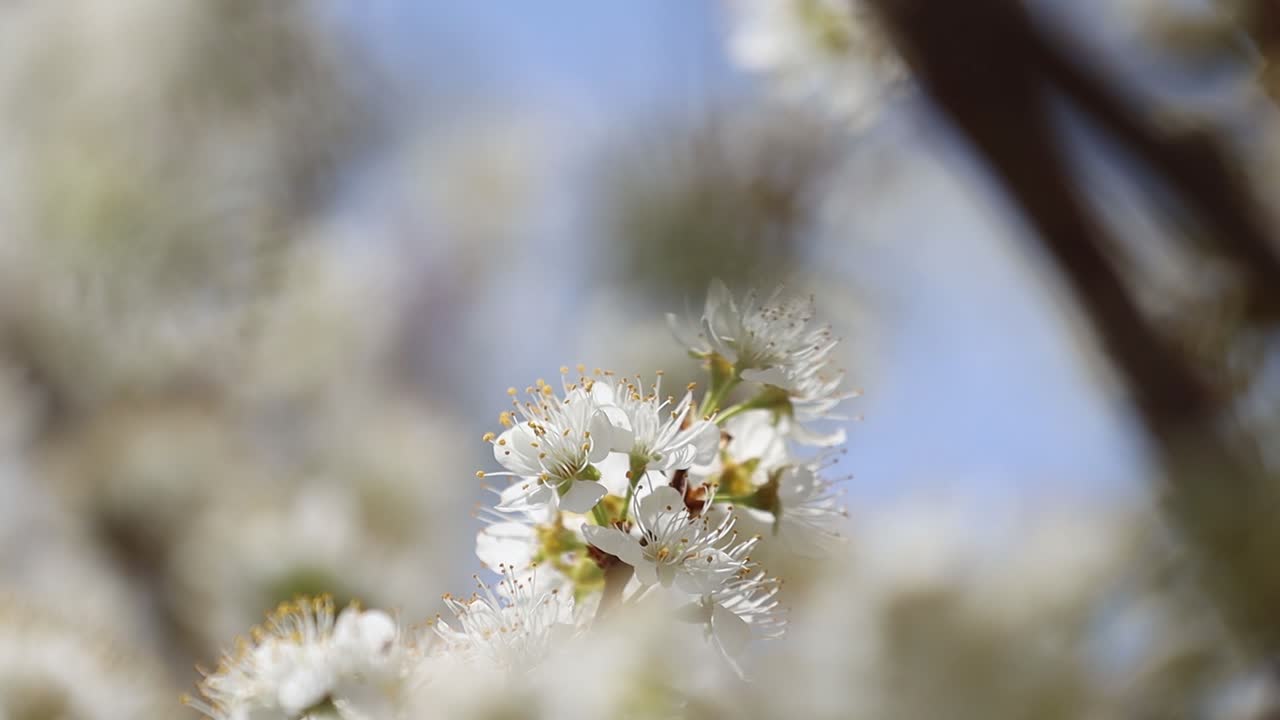 Piccoli grappoli di fiori bianchi ricoprono un susino con uno splendido sfondo bokeh. Bassa profondità di campo.