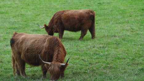 hooglandkoeien die in het groene veld eten