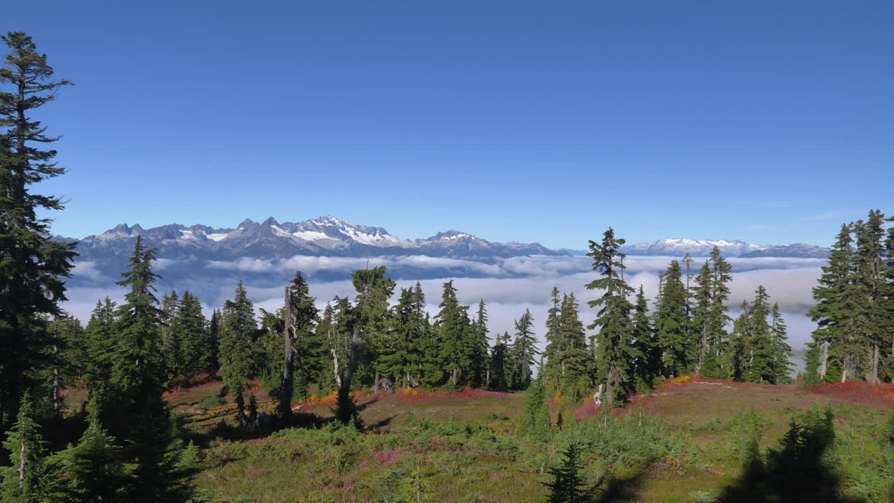 árboles de coníferas con mar de nubes y montañas de nieve en el fondo en elfin lakes hike, bc canadá