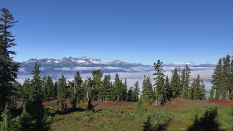 Conifer-Trees-With-Sea-Of-Clouds-And-Snow-Mountains-In-The-Background-In-Elfin-Lakes-Hike,-BC-Canada