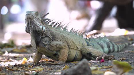 green iguana opening and closing its mouth on forest floor in jungle, tilt up