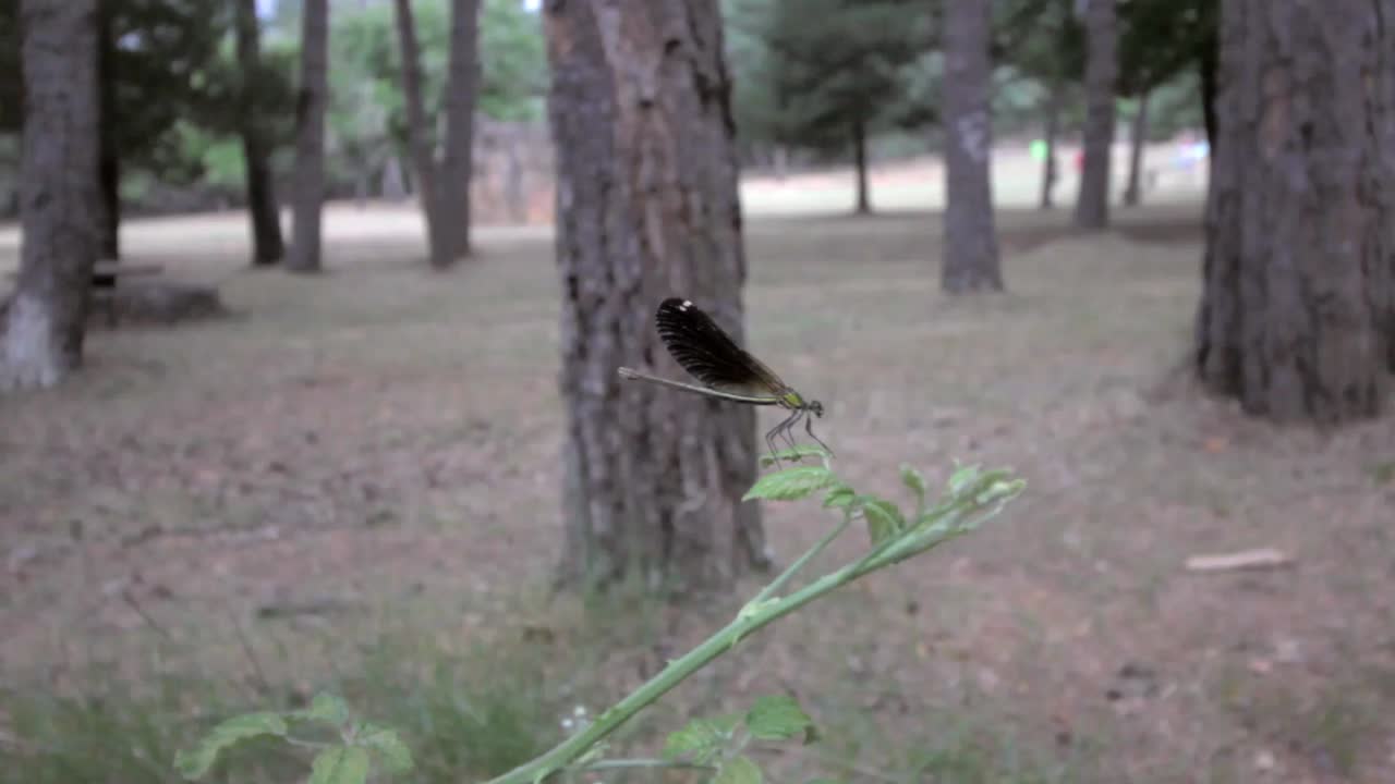 Dragonfly on a leaf in a wood
