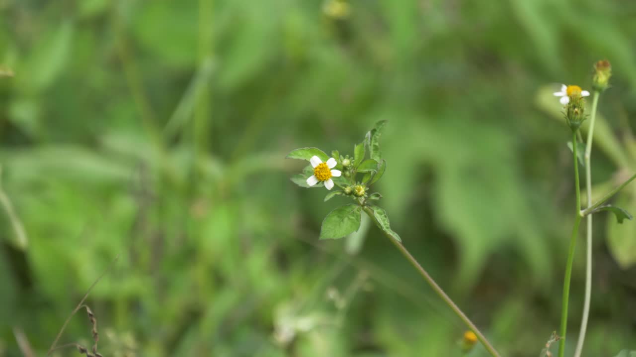 시골 아프리카에서 멀리 날아가는 꽃에 주황색과 검은 색 나비