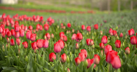 Tulpenplantage-In-Der-Niederländischen-Landwirtschaft-7