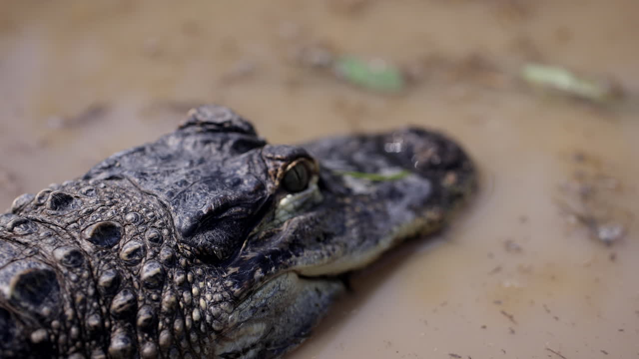 caimán en un estanque sucio acechando presas
