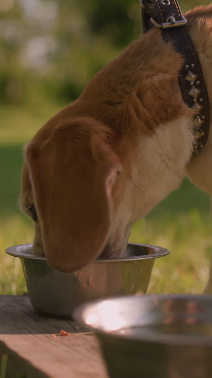 cerca de dos placas de metal en la tabla como perro marrón se acerca ansiosamente para comer de ella en el jardín al aire libre soleado bajo la luz del sol cálida, con una persona ligeramente borrosa visible en el fondo