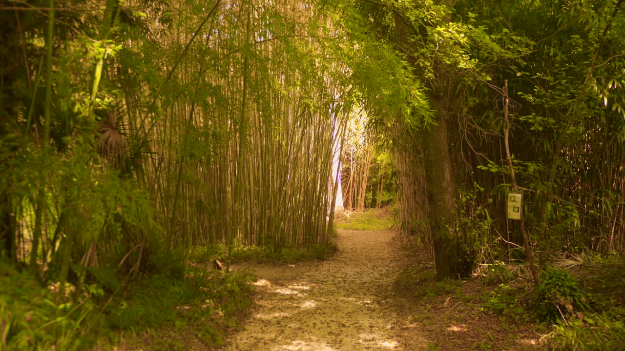 Wander through a tranquil bamboo forest with dappled sunlight shining through the lush green leaves. Enjoy the peaceful atmosphere and natural beauty in this captivating setting