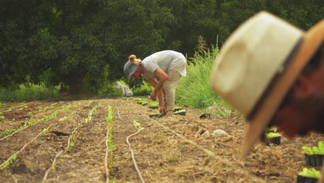 young guys working on an organic farm, bending over and planting green vegetables