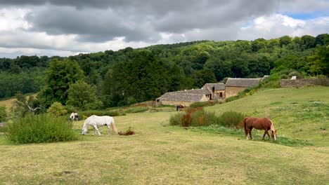 Caballos-Blancos,-Marrones-Y-Negros-En-Una-Granja-En-Madera-Stanway---Cotswolds,-Inglaterra