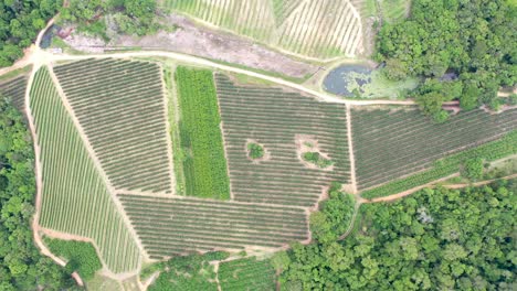 Vista-Aérea-De-Una-Finca-Que-Produce-Frutas-Como-Manzanas,-Melocotones,-Ciruelas,-Nectarinas-En-Medio-Del-Bosque-Atlántico