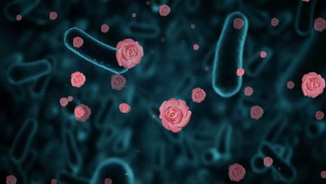 animación de rosas y células de bacterias sobre un fondo negro