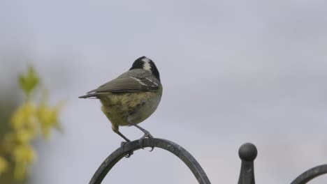 carbonero pequeño pájaro cantor a cámara lenta
