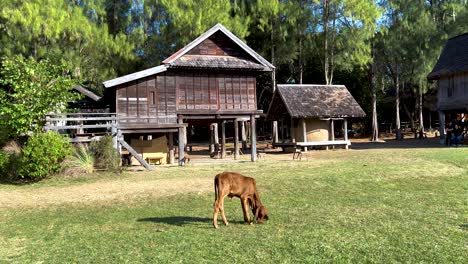 a calf peacefully grazes by wooden houses