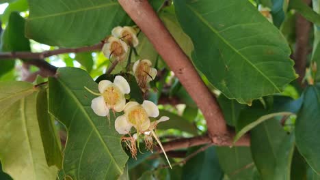 young rose apple buds. windy morning atmosphere