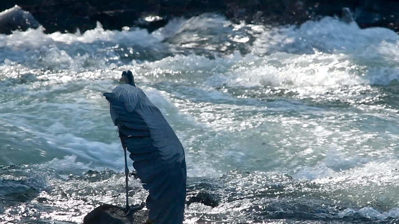 Great Blue Heron spreads one wing in the Deschutes River, Oregon