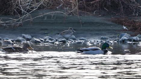 White-cheeked-Starling-Taking-Off-From-The-River-With-Mallard-Ducks-Swimming-At-Daytime-In-Tokyo,-Japan---close-up,-static-shot