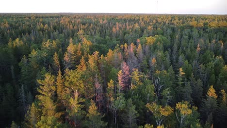 northern forest trees aerial shot