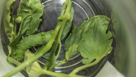 time lapse of a tomato wormhorn devouring tomato leaves while trapped in a glass jar