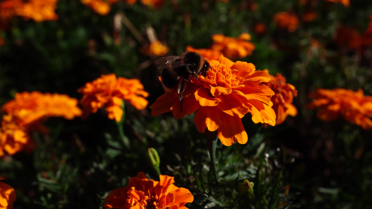 Calabrone che si nutre di un fiore di calendula arancione brillante in un giardino soleggiato con uno sfondo floreale sfocato.