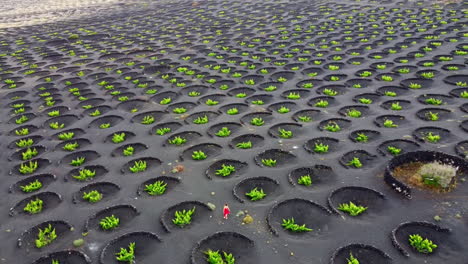 vineyards plantation in lanzarote with many circular volcanic stone protections on the ground , with a woman dressed in red walking on it, 4k aerial drone rotating