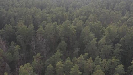 vista aérea del bosque de lituania a principios de primavera