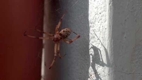 a brown widow spider is sitting on her web, projecting a scary shadow on a wall.