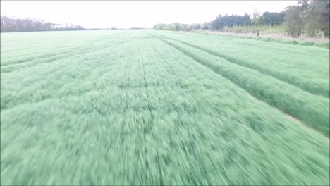 a view along one of the thousands and thousands of wheat field in england, united kingdom-1