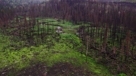 aerial view of burnt forest landscape wilderness in british columbia