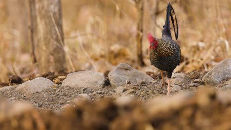 rooster male grey jungle fowl ancestor of poultry walks towards the camera in the indian jungle