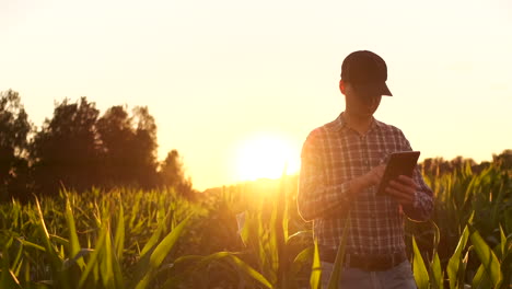 farmer man read or analysis a report in tablet computer on a agriculture field with vintage tone on a sunlightagriculture concept.