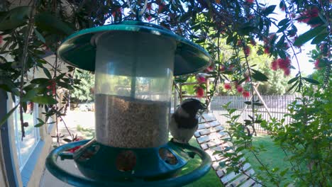 bird eats seeds in a container that a kind person gave in front of his house